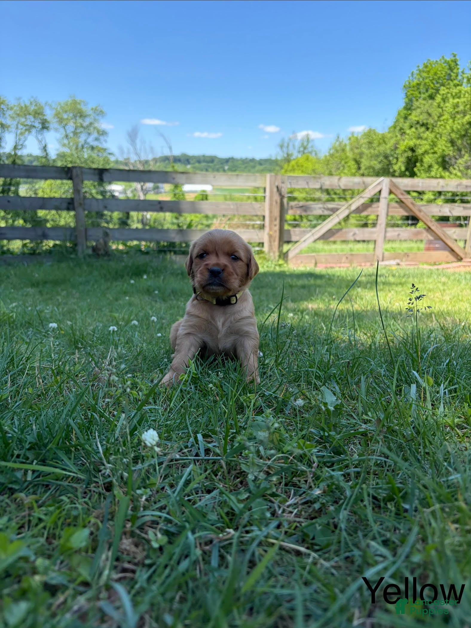 Golden Retriever dogs Lonnie - Ad 8