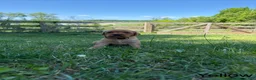 Golden Retriever dogs for sale: Lonnie - Ad 1