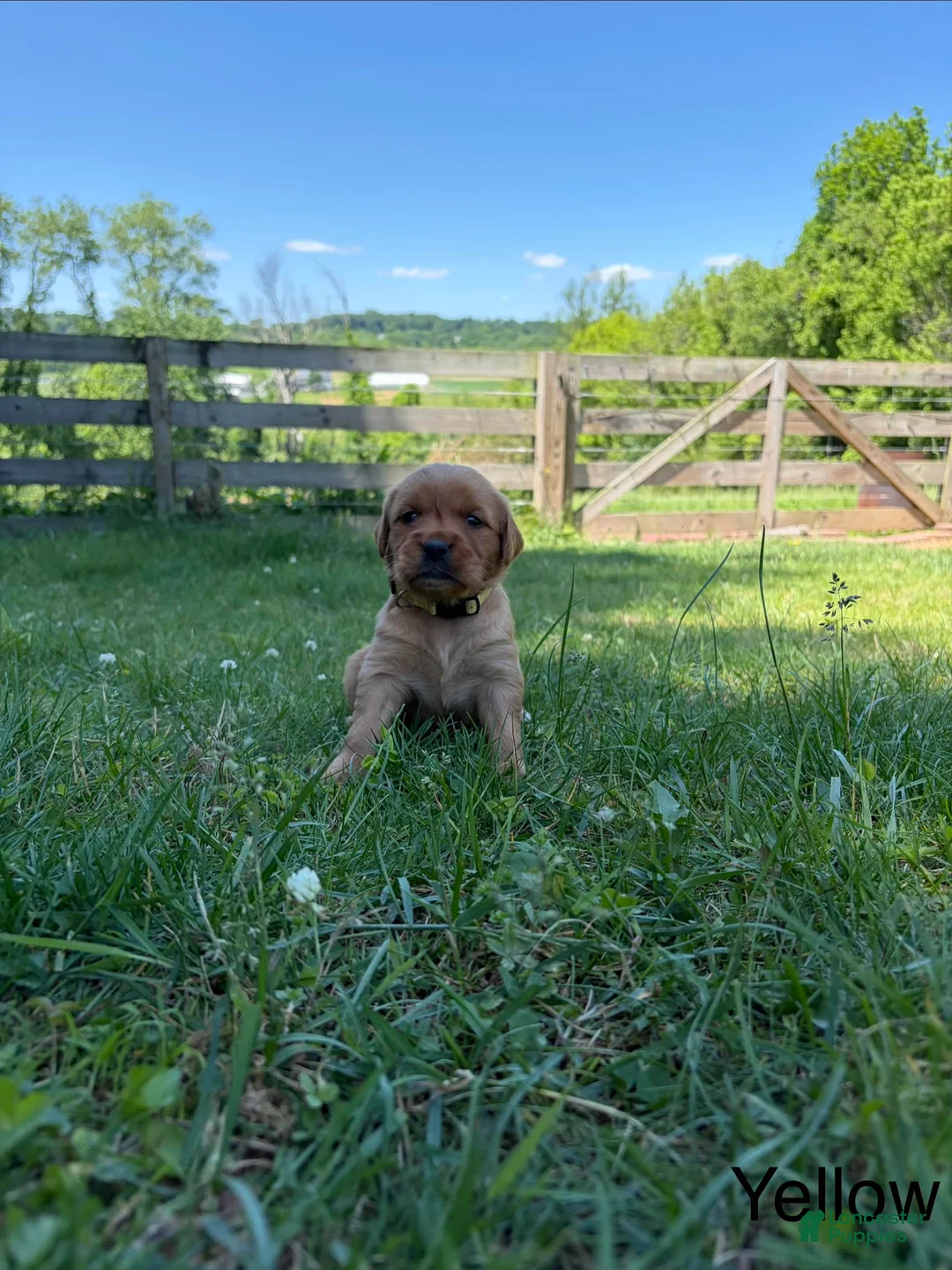 Golden Retriever dogs for sale: Lonnie - Ad 1