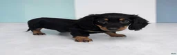 Miniature Dachshund dogs for sale: Porter - Ad 3