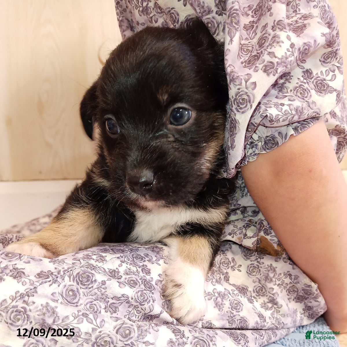 Corgipoo dogs Brody - Ad 6