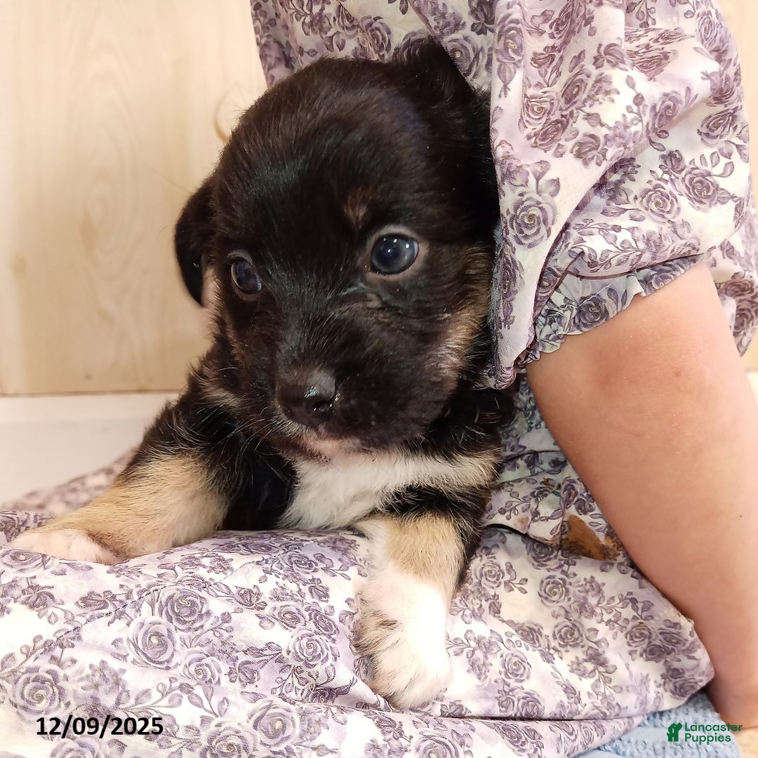 Corgipoo dogs for sale: Brody - Ad 1