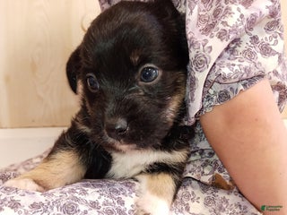 Corgipoo dogs Brody - Ad 4