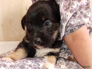 Corgipoo dogs Brody - Ad 4