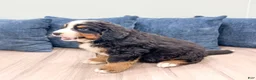 Bernese Mountain Dog dogs for sale: Maven - Ad 4