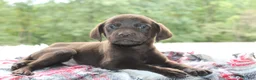 Labrador Retriever dogs for sale: Axel - Ad 4