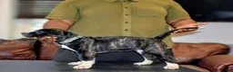 Presa Canario dogs for sale: Ms Green - Ad 1