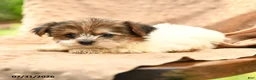 Biewer Terrier dogs for sale: Talia - Ad 4