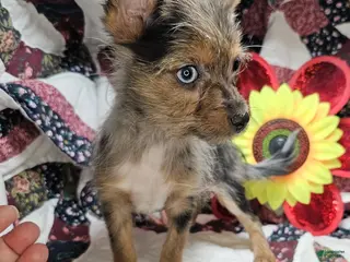 Mixed Breed dogs Indya F (Small Yorky-Pom) - Ad 41