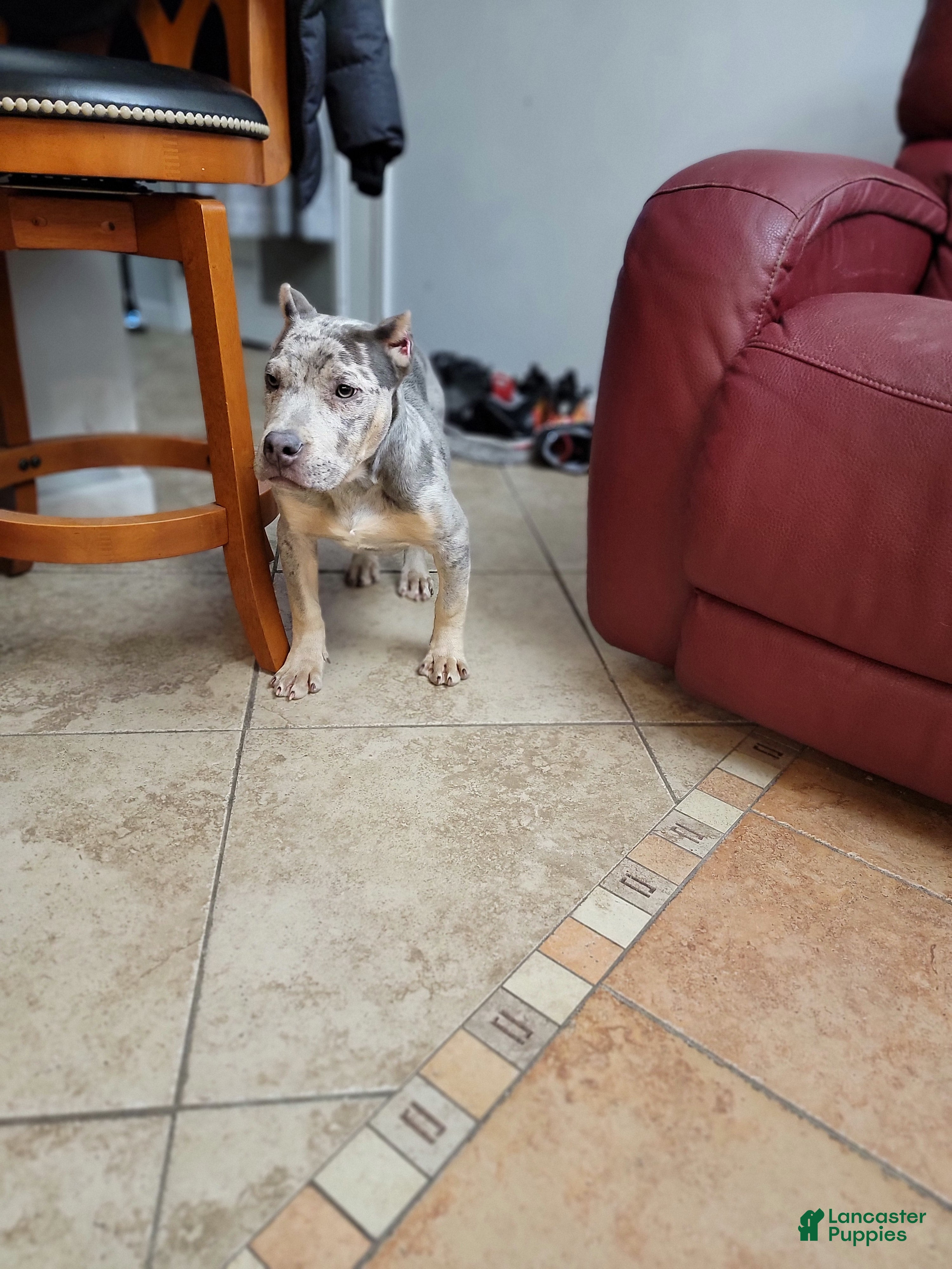 American Bully dogs American Bully Puppy 1 - Ad 35