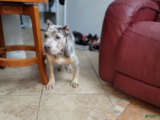 American Bully dogs American Bully Puppy 1 - Ad 35