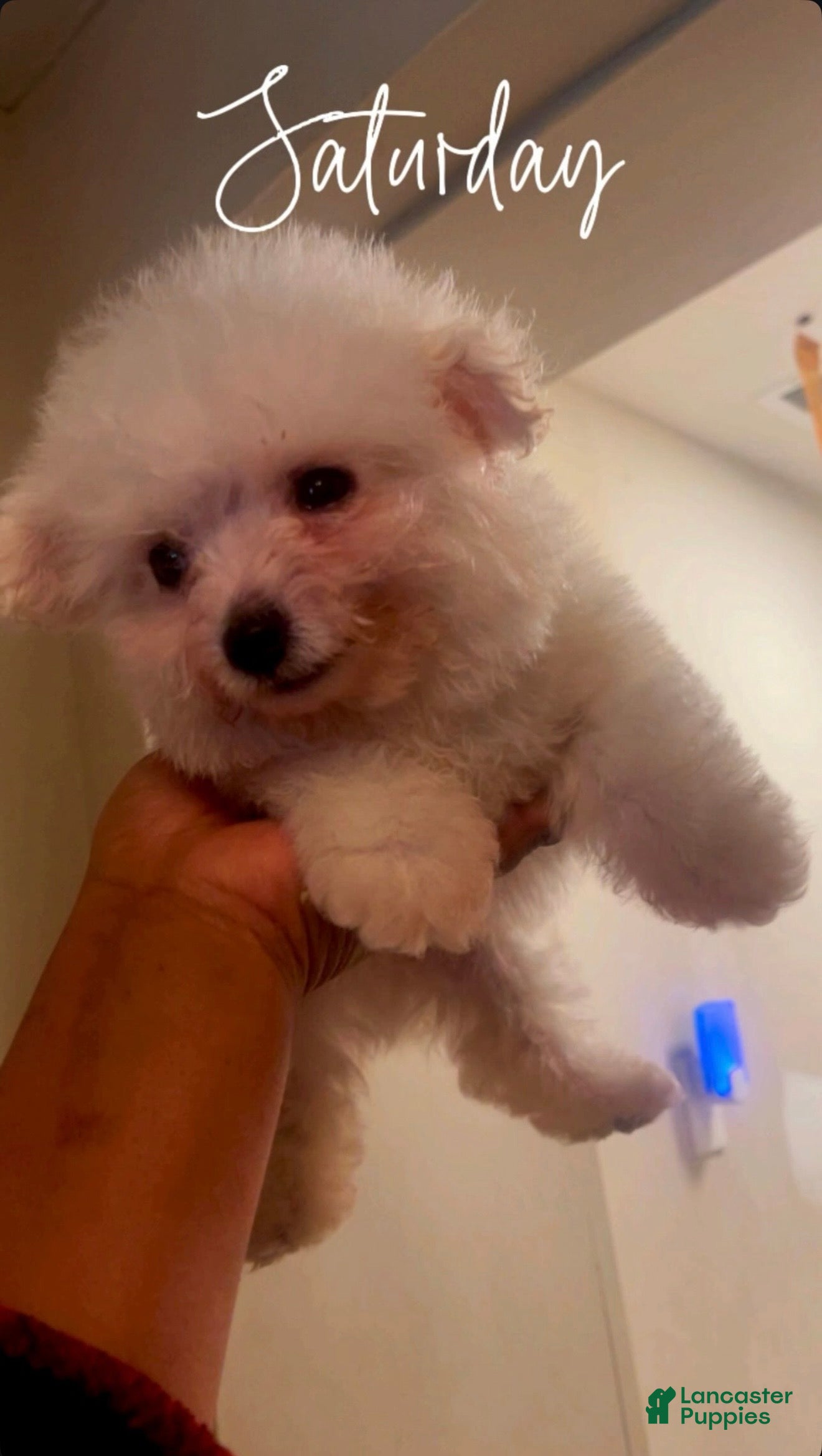 Maltipoo dogs Maltipoo Puppy 1 - Ad 22