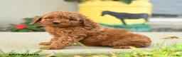 Goldendoodle dogs for sale: Popcorn - Ad 3