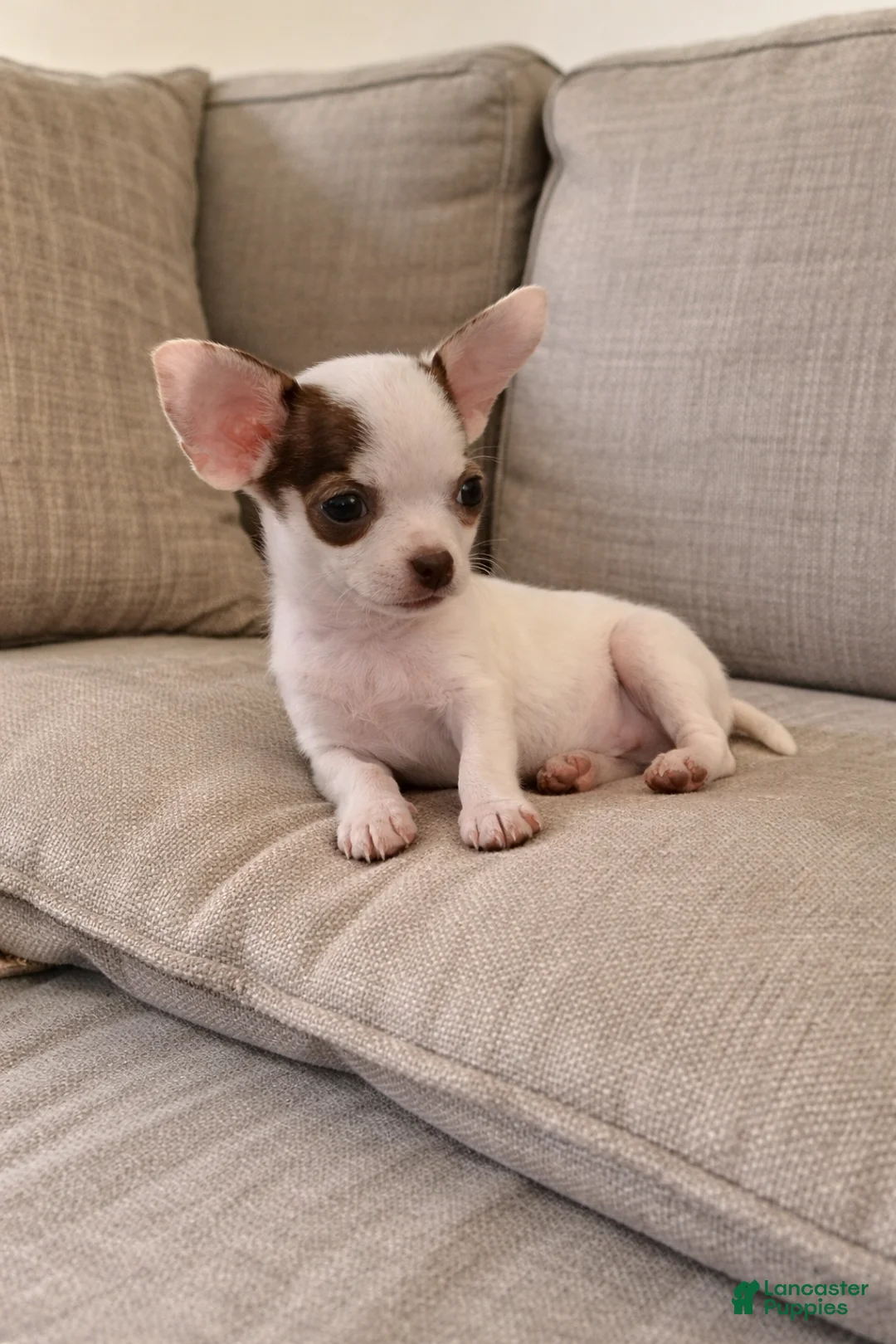 Chihuahua dogs for sale: Benji - Ad 1