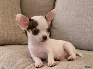 Chihuahua dogs Benji - Ad 33