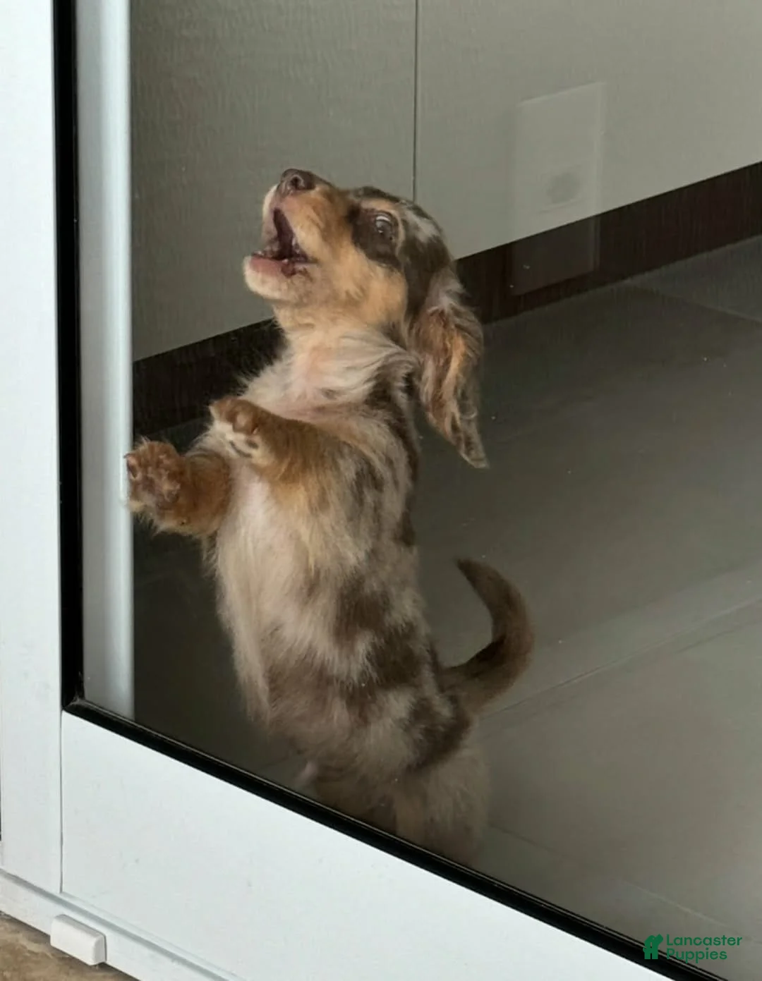 Miniature Dachshund dogs for sale:  Puppy 4 - Ad 2