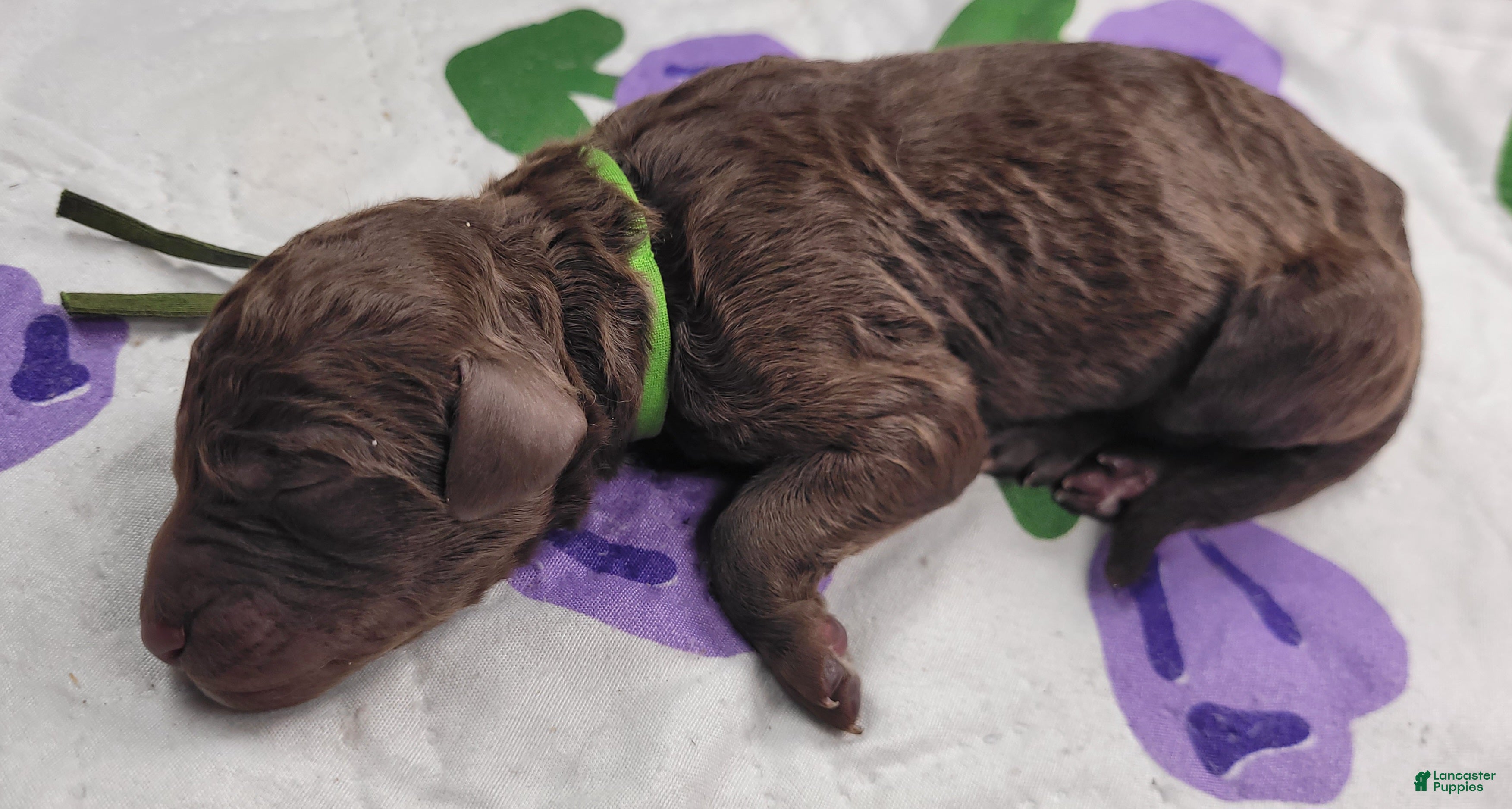 Labradoodle dogs Gherkin  - Ad 7