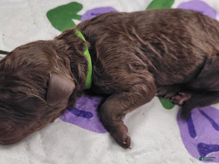 Labradoodle dogs Gherkin - Ad 7