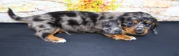 Miniature Dachshund dogs for sale: Avery - Ad 23