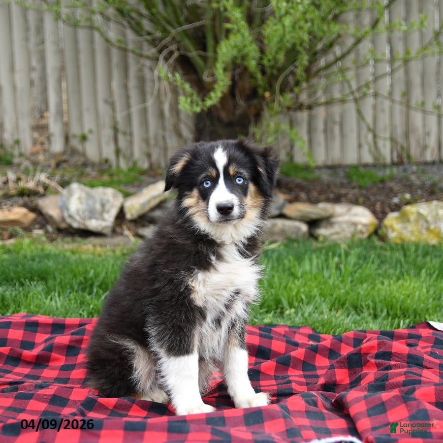 Miniature Australian Shepherd dogs Drew - Ad 1