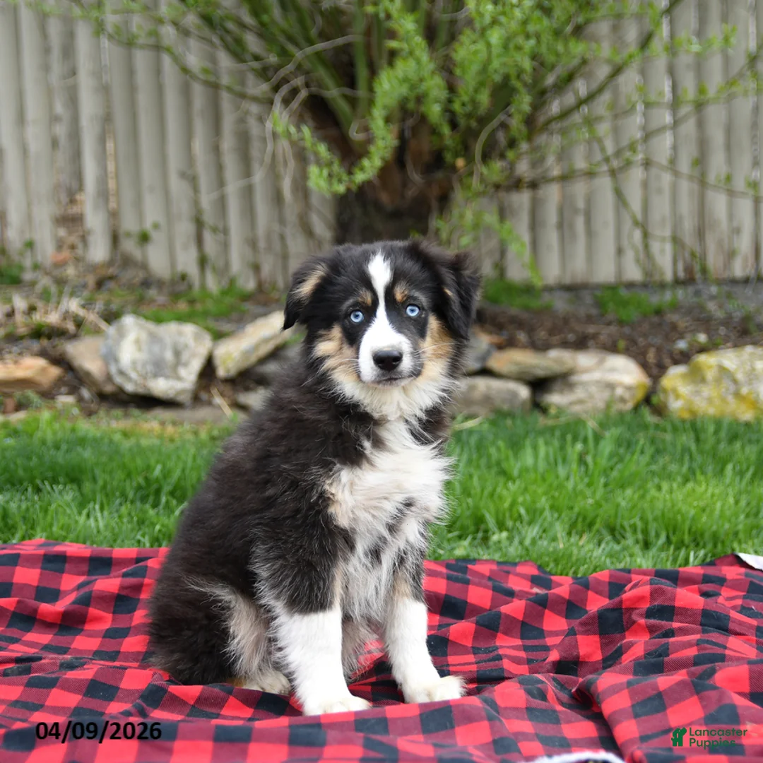 Miniature Australian Shepherd dogs for sale: Drew - Ad 1
