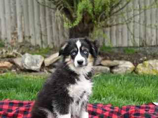 Miniature Australian Shepherd dogs for sale: Drew - Ad 4
