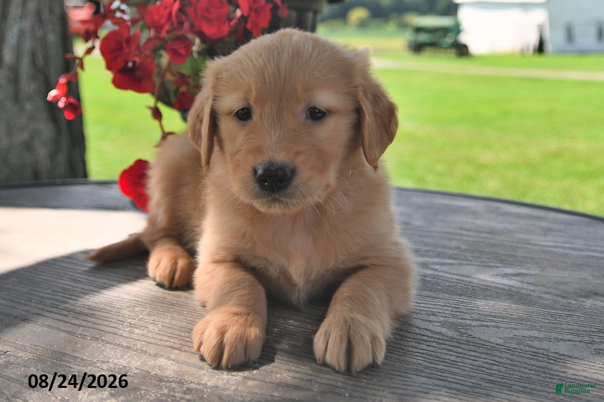 Golden Retriever dogs Trigg - Ad 1