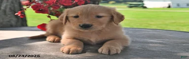 Trigg