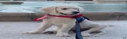 Golden Retriever dogs for sale: Akela of Avalon ID Card service dog junior - gentle tall Golden retriever puppy prospect 11 monts old - Ad 1