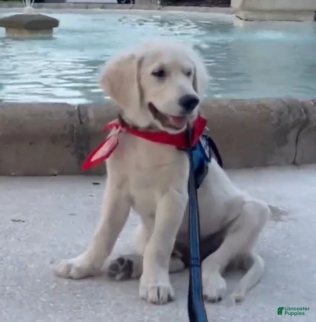 Golden Retriever dogs for sale: Akela of Avalon ID Card service dog junior - gentle tall Golden retriever puppy prospect 11 monts old - Ad 1
