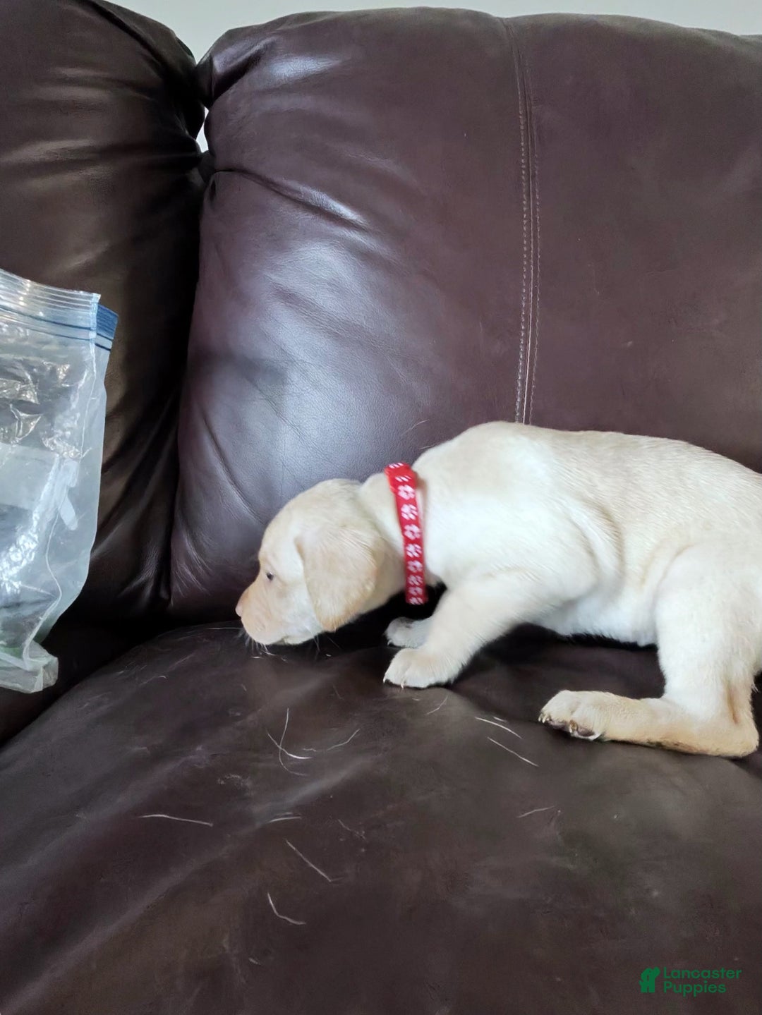 Mixed Breed dogs for sale: Carmella / Cinimini / Honey / Albany / Mini zoo / midnight - Ad 33