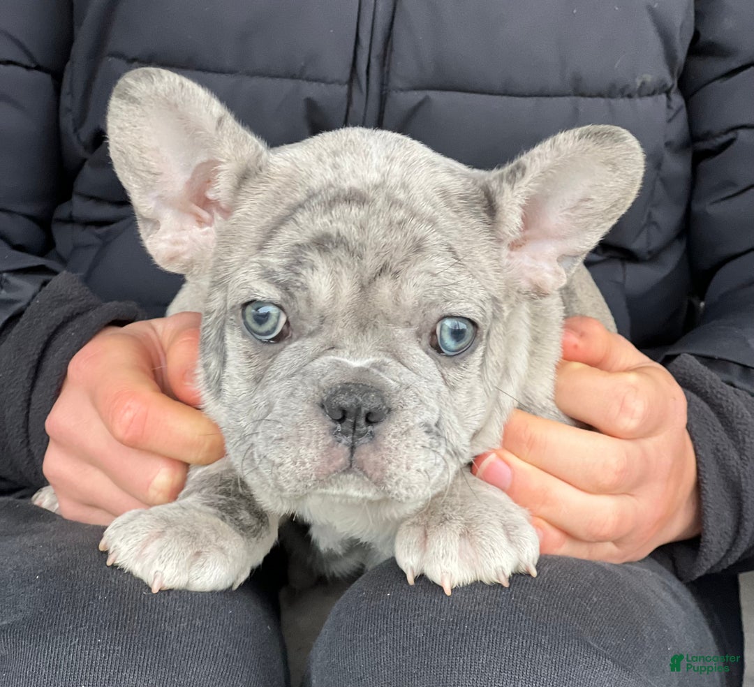 French Bulldog dogs for sale: Oscar - Ad 4