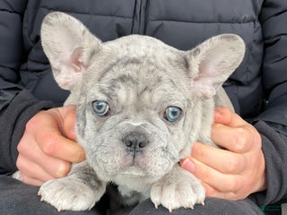 French Bulldog dogs Oscar - Ad 20