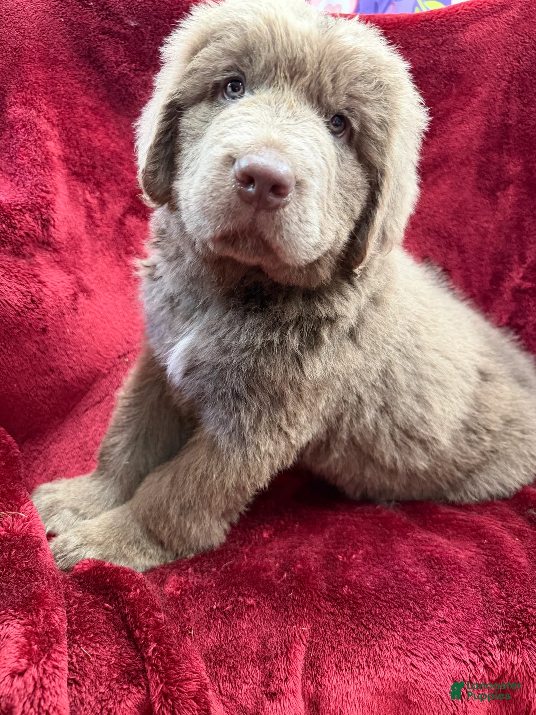 Newfoundland dogs for sale: Newfoundland 1 - Ad 1