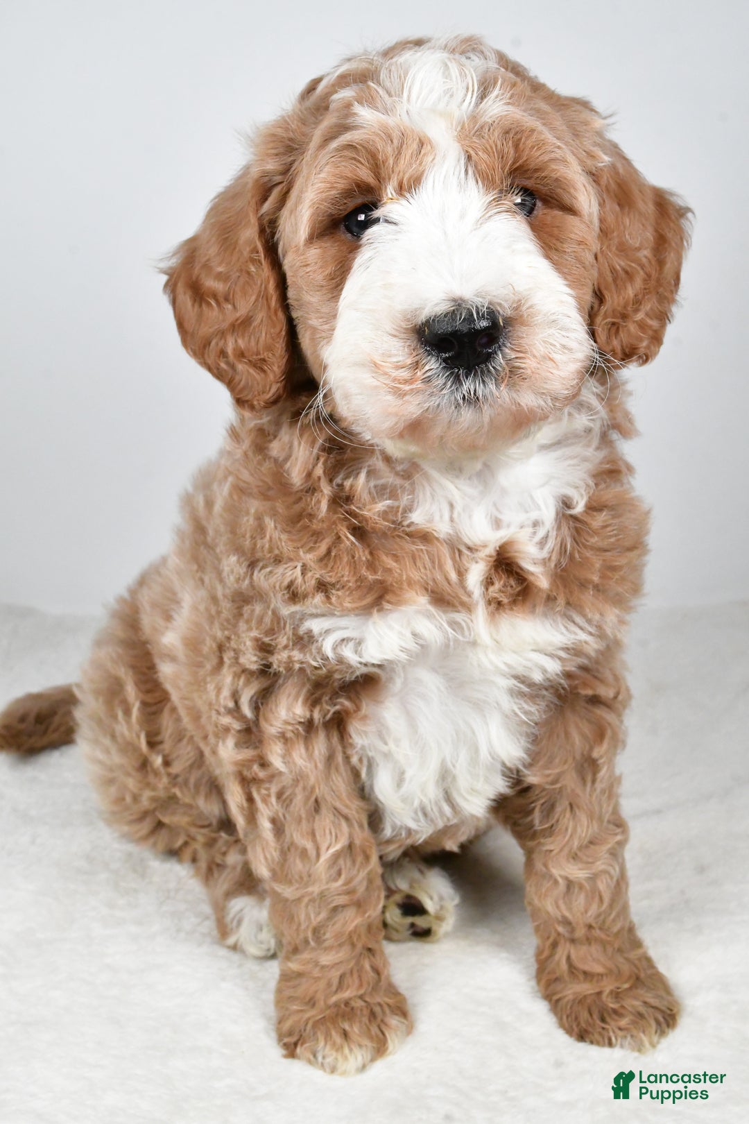 Labradoodle dogs for sale: Nash - Ad 5