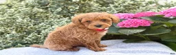 Toy Poodle dogs for sale: Patsy - Ad 3