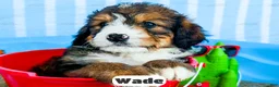 Bernedoodle dogs for sale: Wade - Ad 7