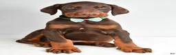 Doberman Pinscher dogs for sale: Harlan - Ad 6