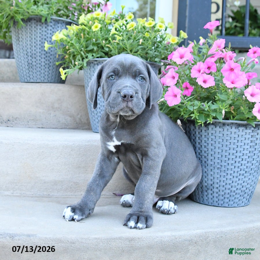 Cane Corso dogs Ranger - Ad 1