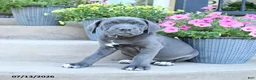 Cane Corso dogs for sale: Ranger - Ad 1