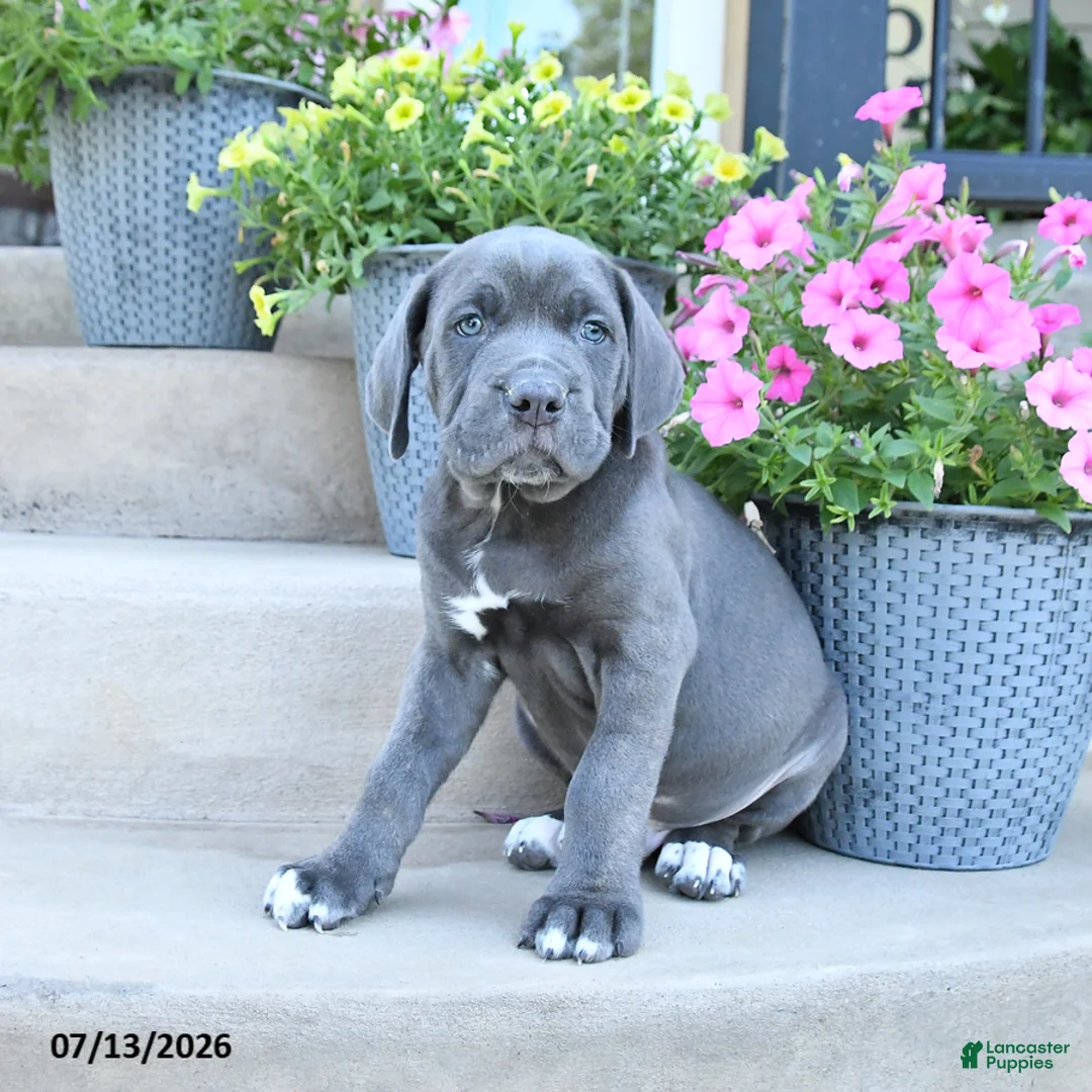 Cane Corso dogs for sale: Ranger - Ad 1