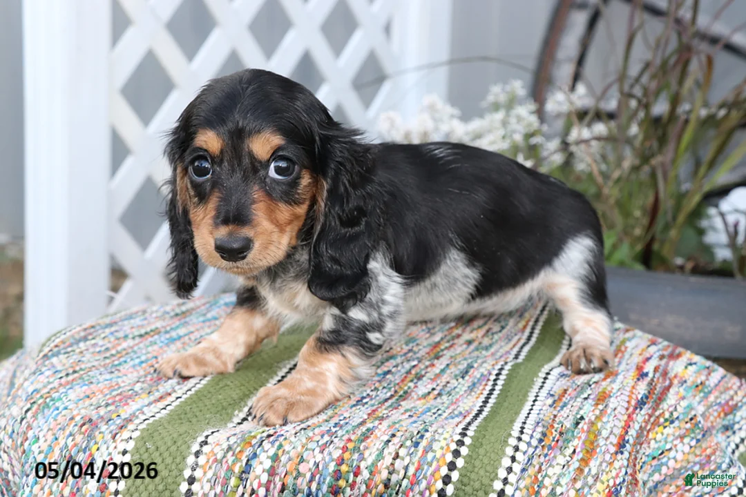 Miniature Dachshund dogs for sale: Cuddles - Ad 2