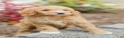 Goldendoodle dogs for sale: Jenny - Ad 6