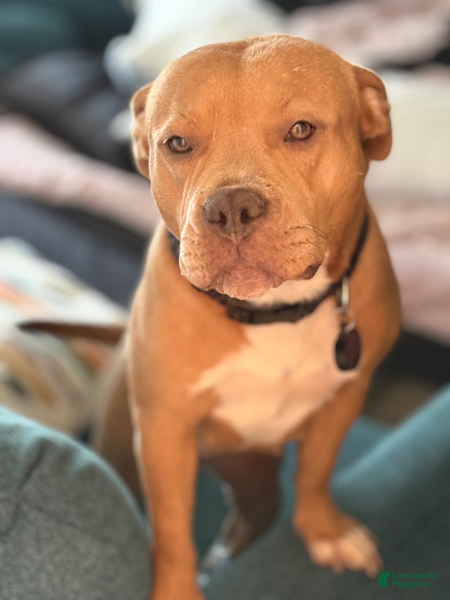 American Bully dogs for sale: American Bully Puppy 1 - Ad 9