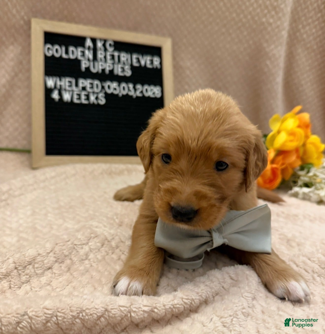 Golden Retriever dogs Miss. White - Ad 1