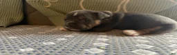 English Bulldog dogs for sale: English Bulldog Puppy 3 - Ad 7