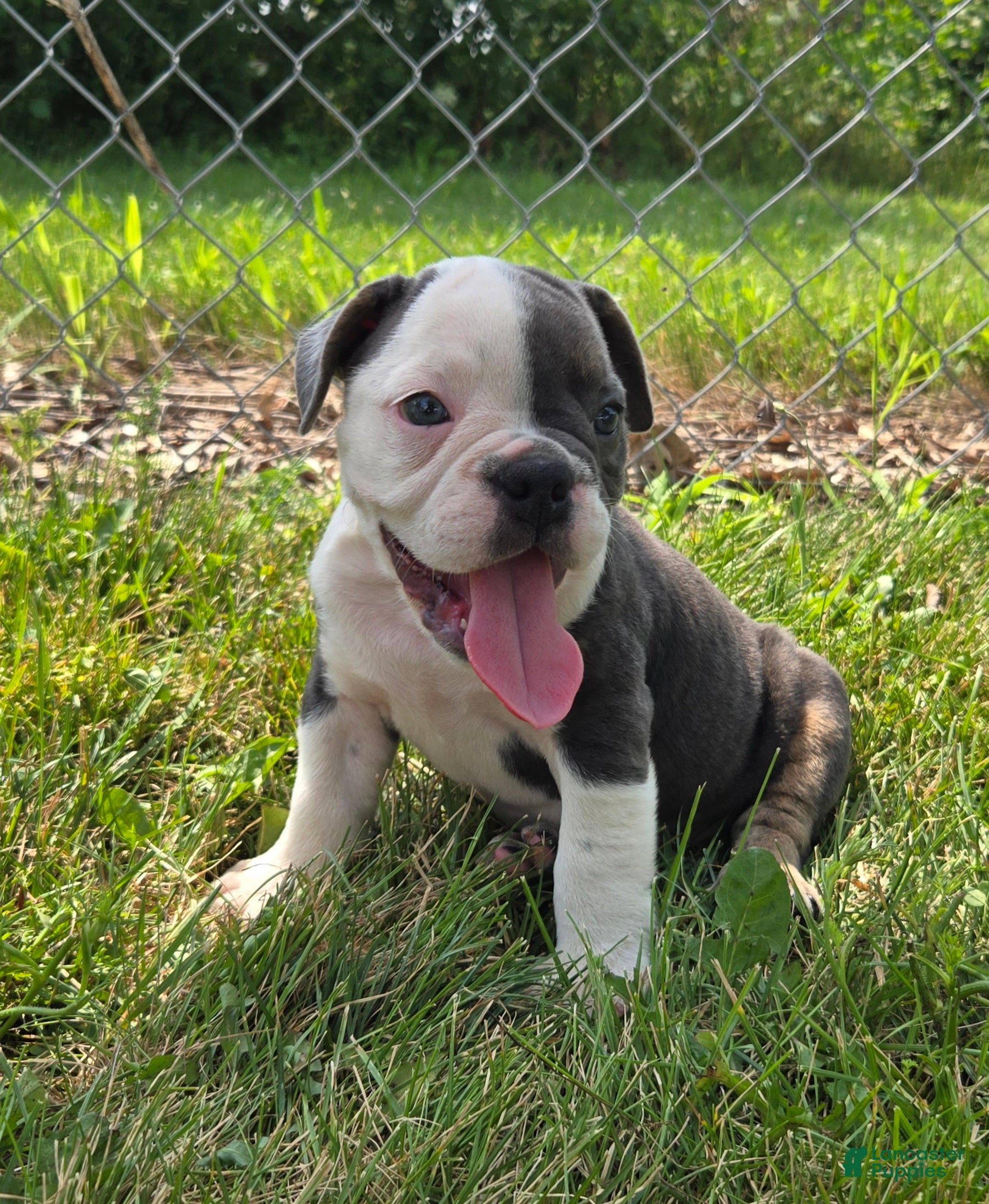 Olde English Bulldogge dogs Skye - Ad 1