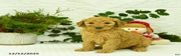Goldendoodle dogs for sale: Eddie - Ad 2