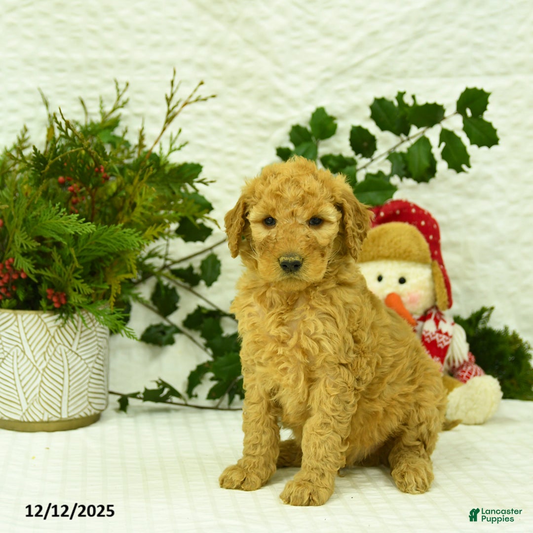 Goldendoodle dogs for sale: Eddie - Ad 2