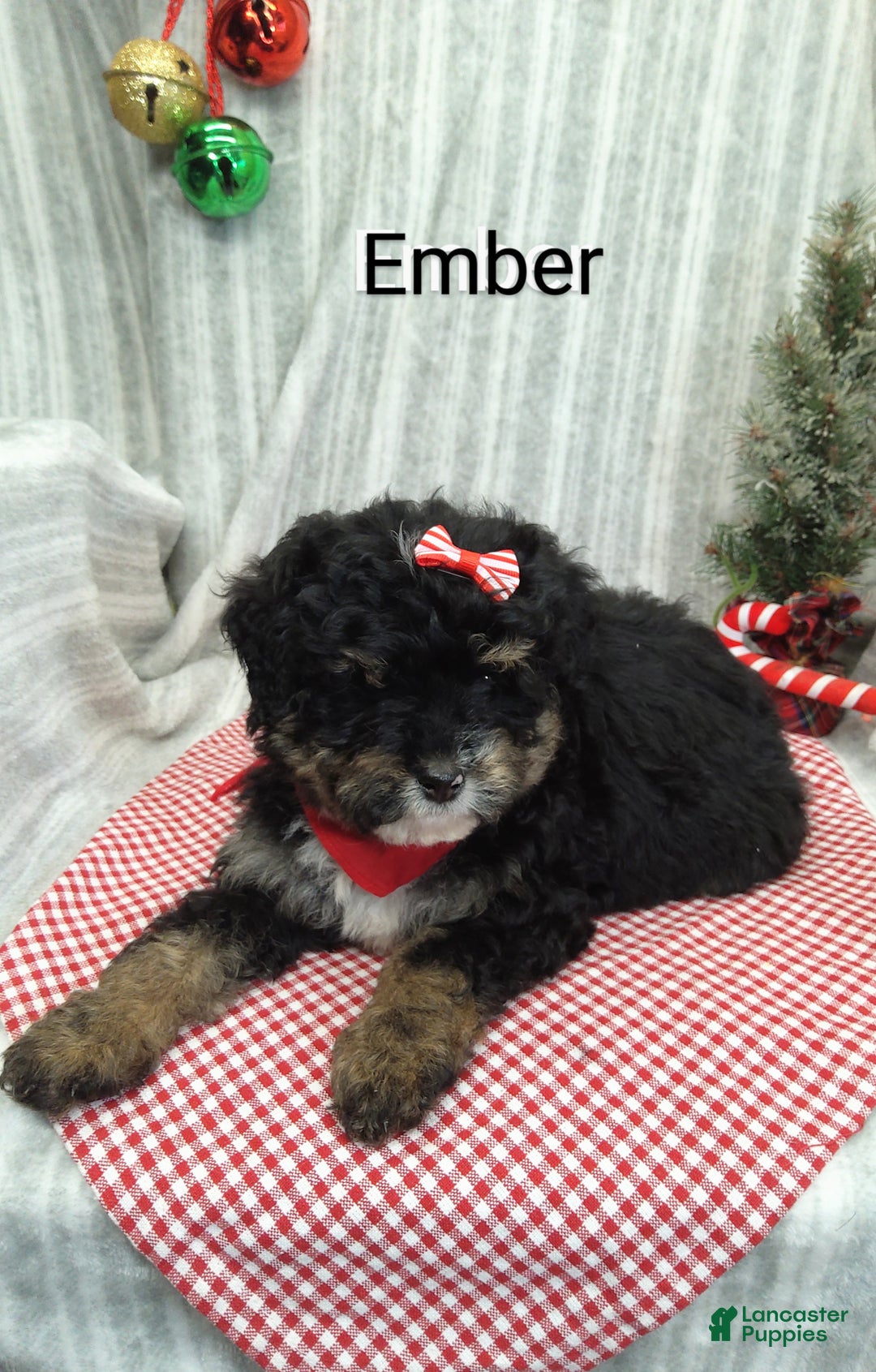 Mini Bernedoodle dogs for sale: Ember - Ad 7